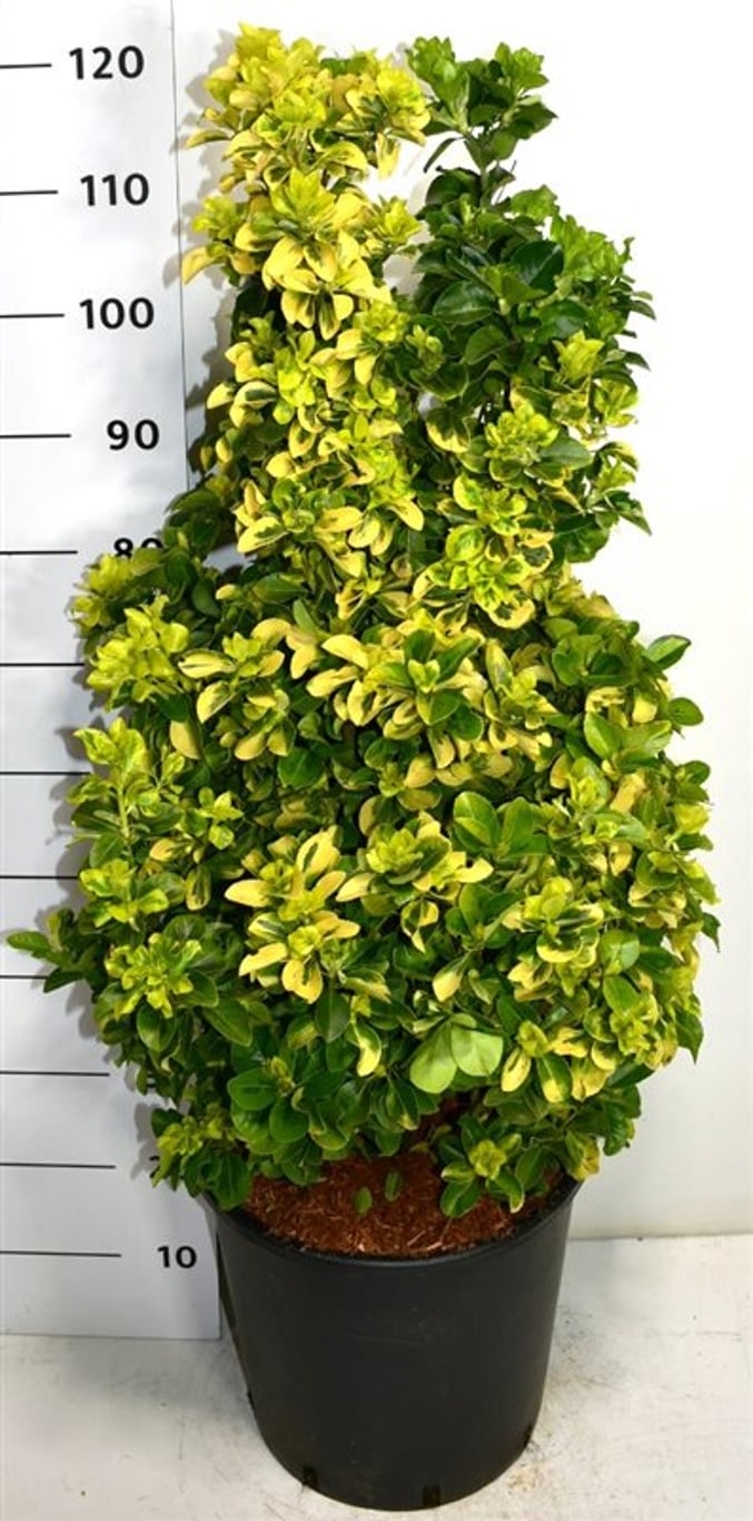 Euonymus jap. 'Aureus' - C25 80-100 CM